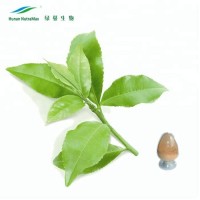 100% Water Soluble Instant Green Tea Powder Polyphenols 10%20%30%